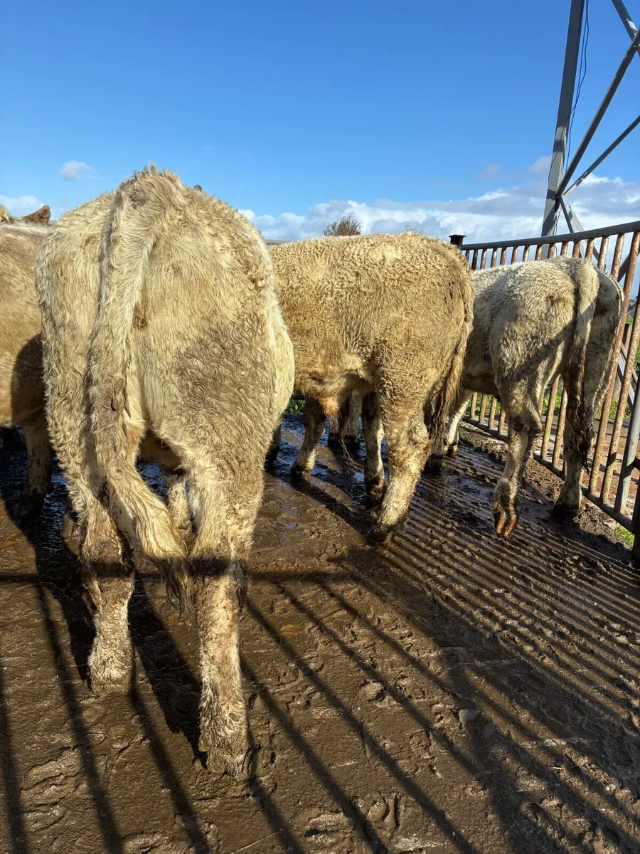 10 top quality Chaolais bullocks for sale - Image 4