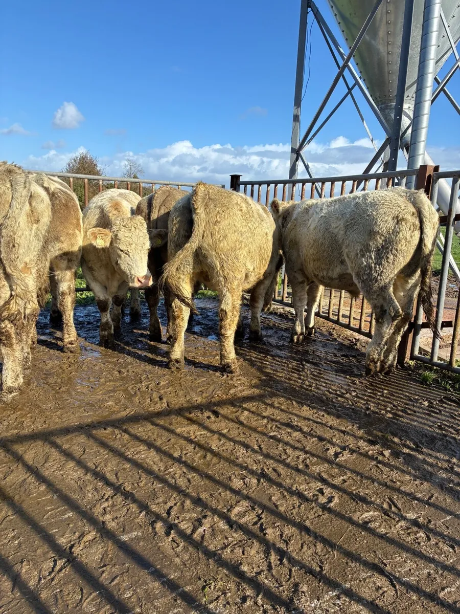 10 top quality Chaolais bullocks for sale - Image 1
