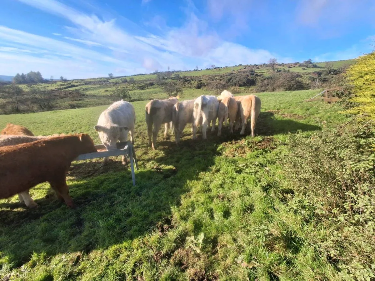 organic weanlings - Image 2