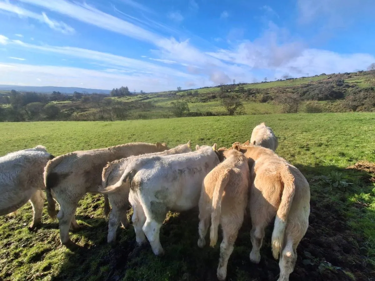 organic weanlings - Image 1