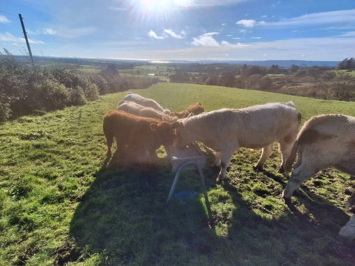 organic weanlings - Image 3