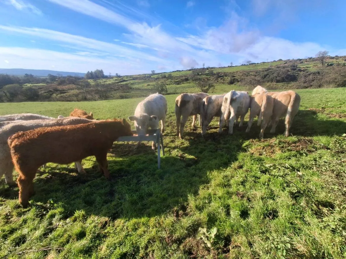 organic weanlings - Image 4