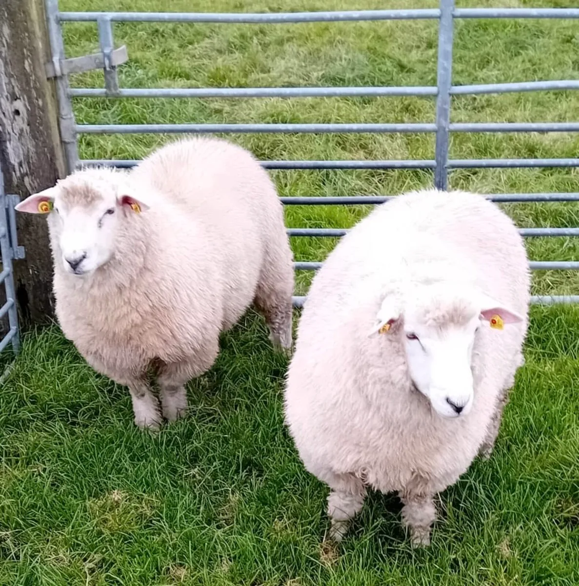Galway Ram Lambs - Image 1