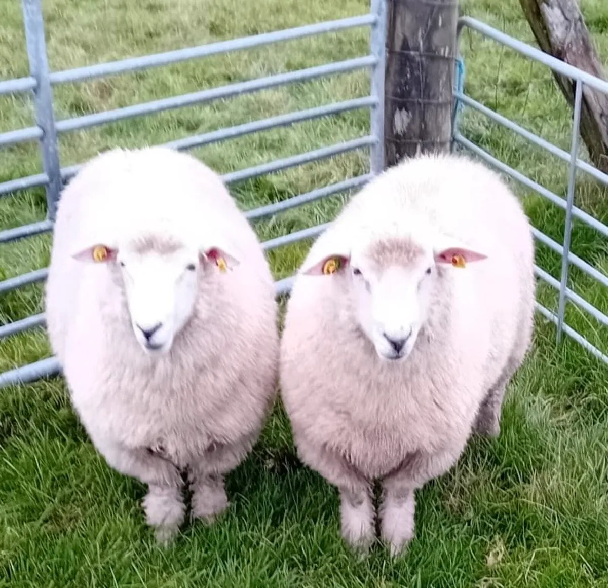 Galway Ram Lambs - Image 2