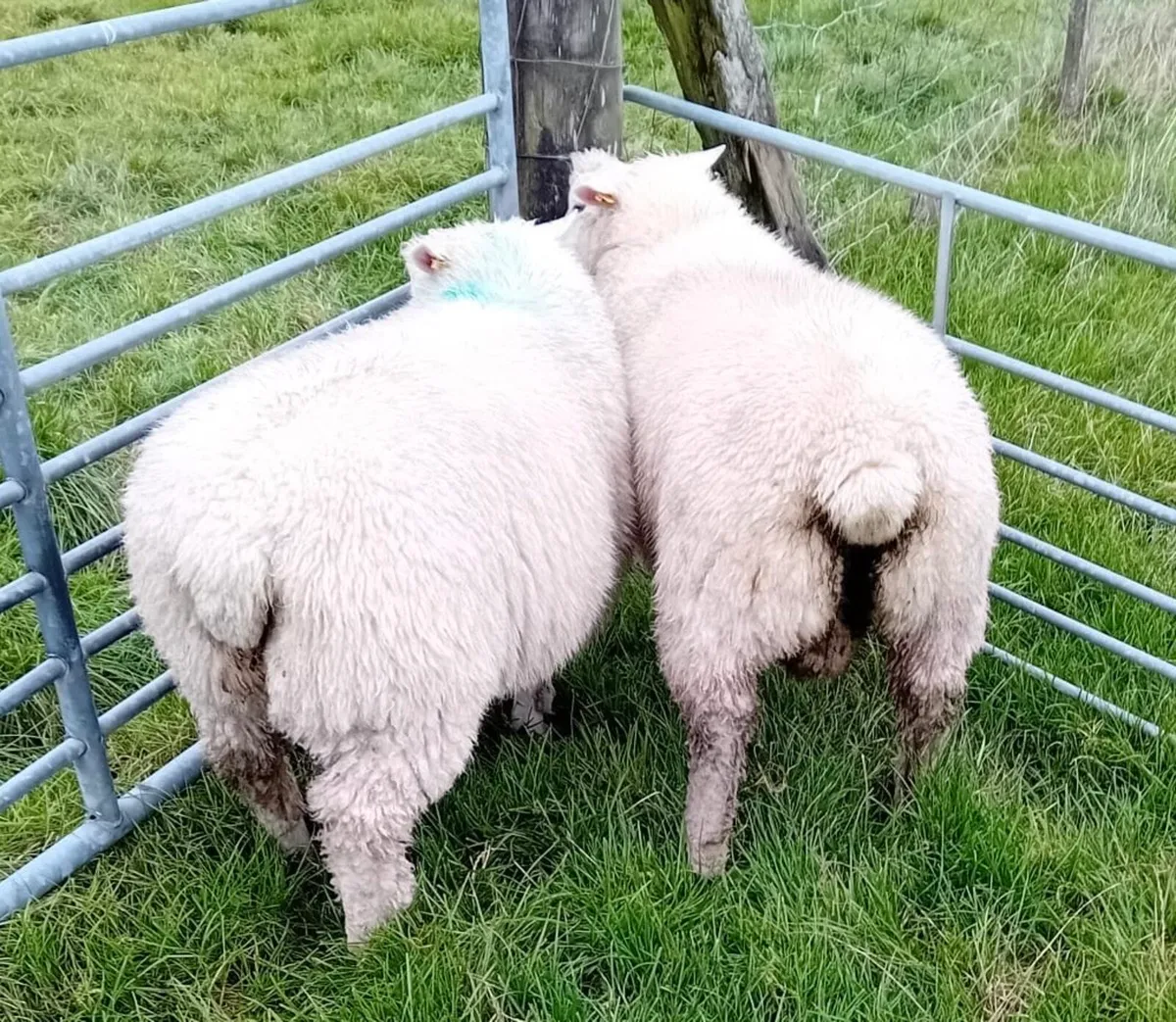 Galway Ram Lambs - Image 3