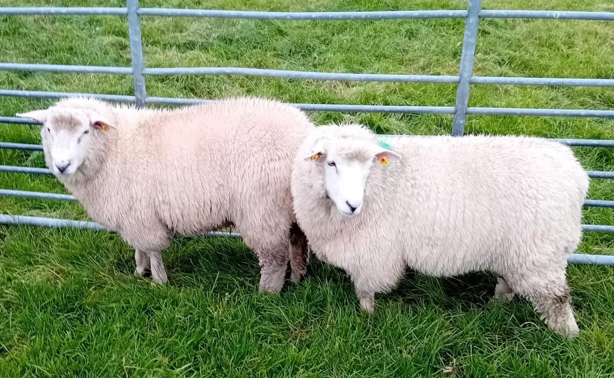 Galway Ram Lambs - Image 4