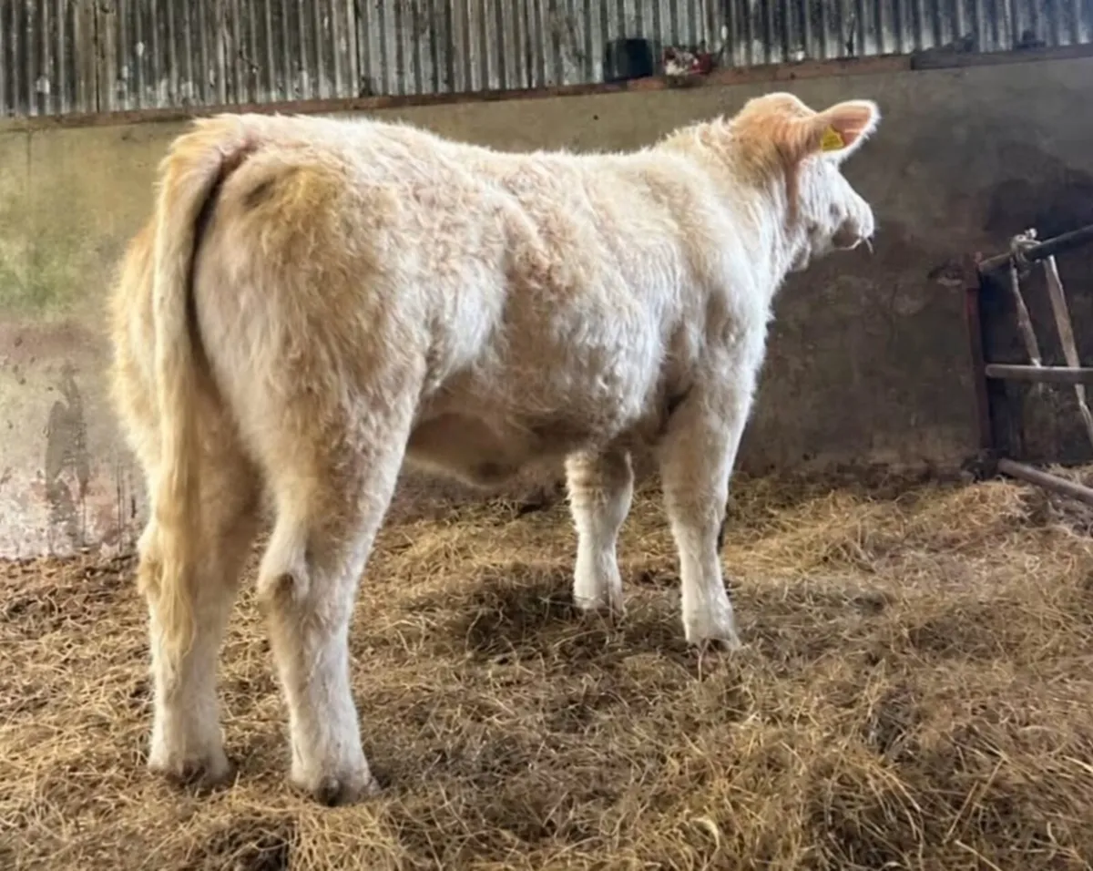 3 purebred Heifers - Image 2