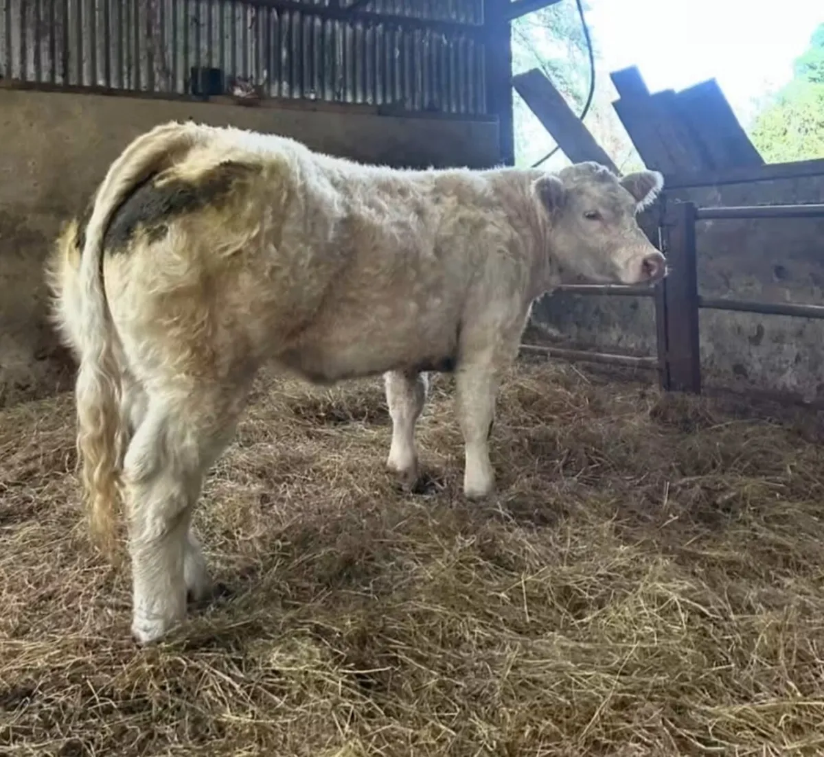 3 purebred Heifers - Image 3