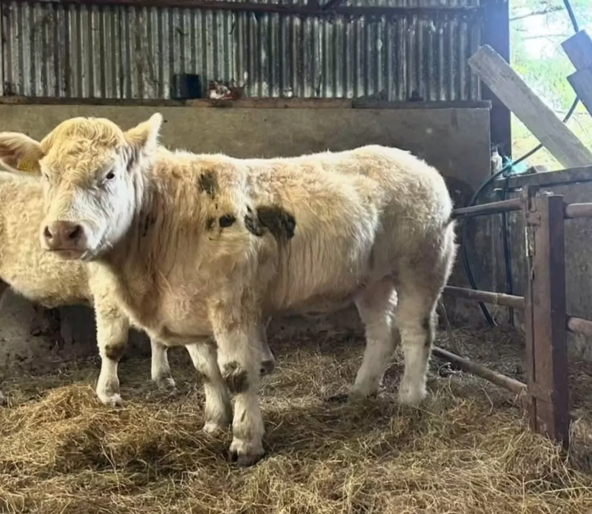 3 purebred Heifers - Image 4