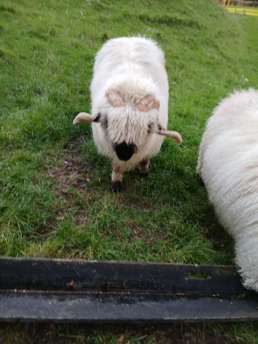 Purebred valais blacknose ram non registered - Image 1