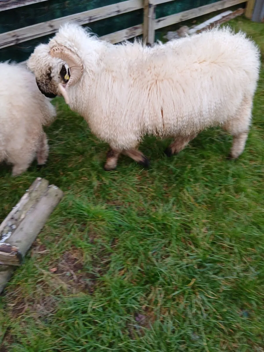 Purebred valais blacknose ram non registered - Image 3