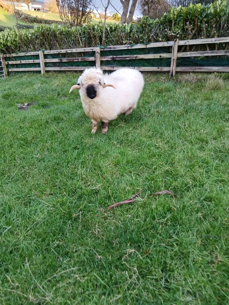 Purebred valais blacknose ram non registered - Image 4