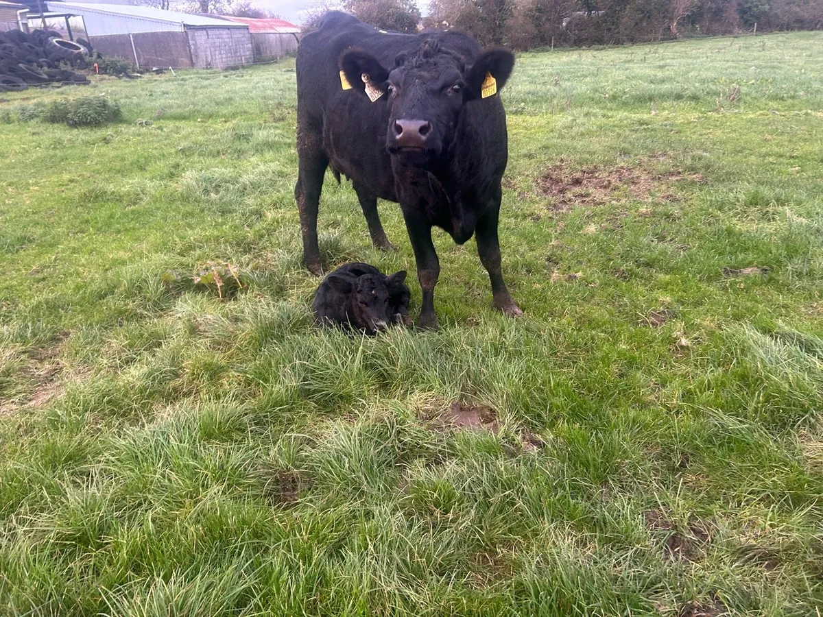 Aberdeen Angus heiffer with calf - Image 1