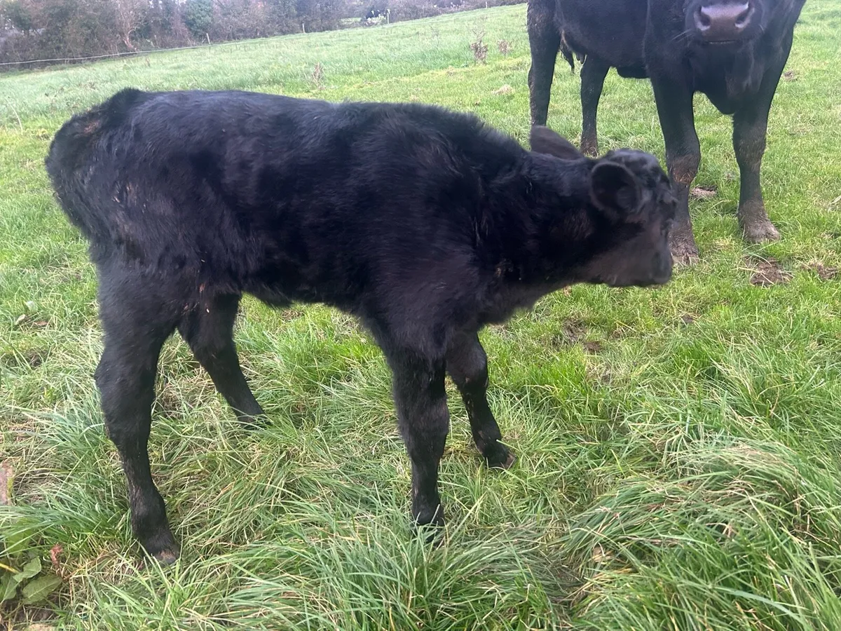 Aberdeen Angus heiffer with calf - Image 2