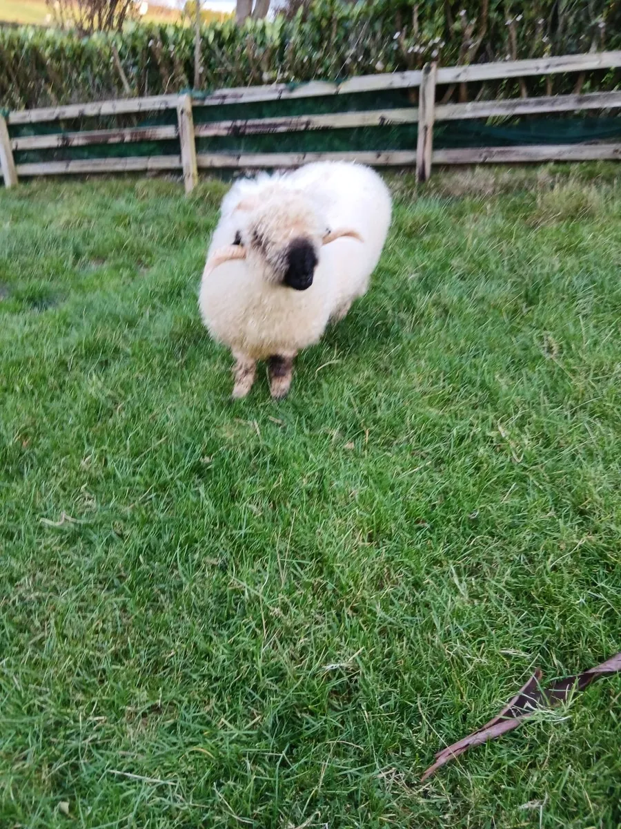 Purebred valais blacknose ram non registered - Image 2