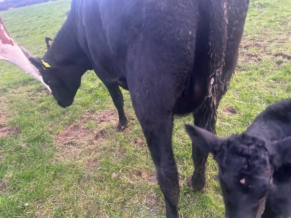 Aberdeen Angus heiffer with calf - Image 3