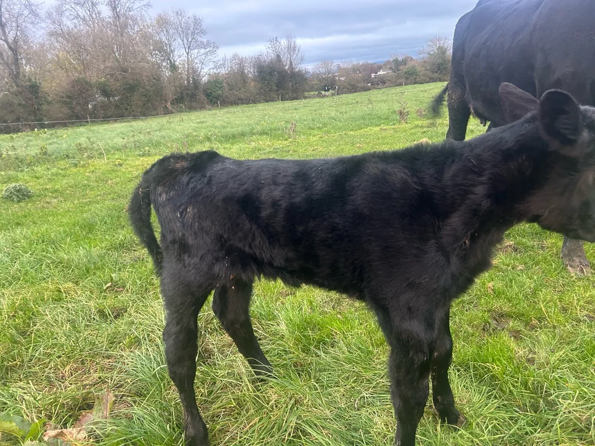 Aberdeen Angus heiffer with calf - Image 4