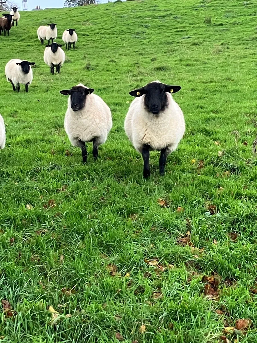 Suffolk Hoggets - Image 3