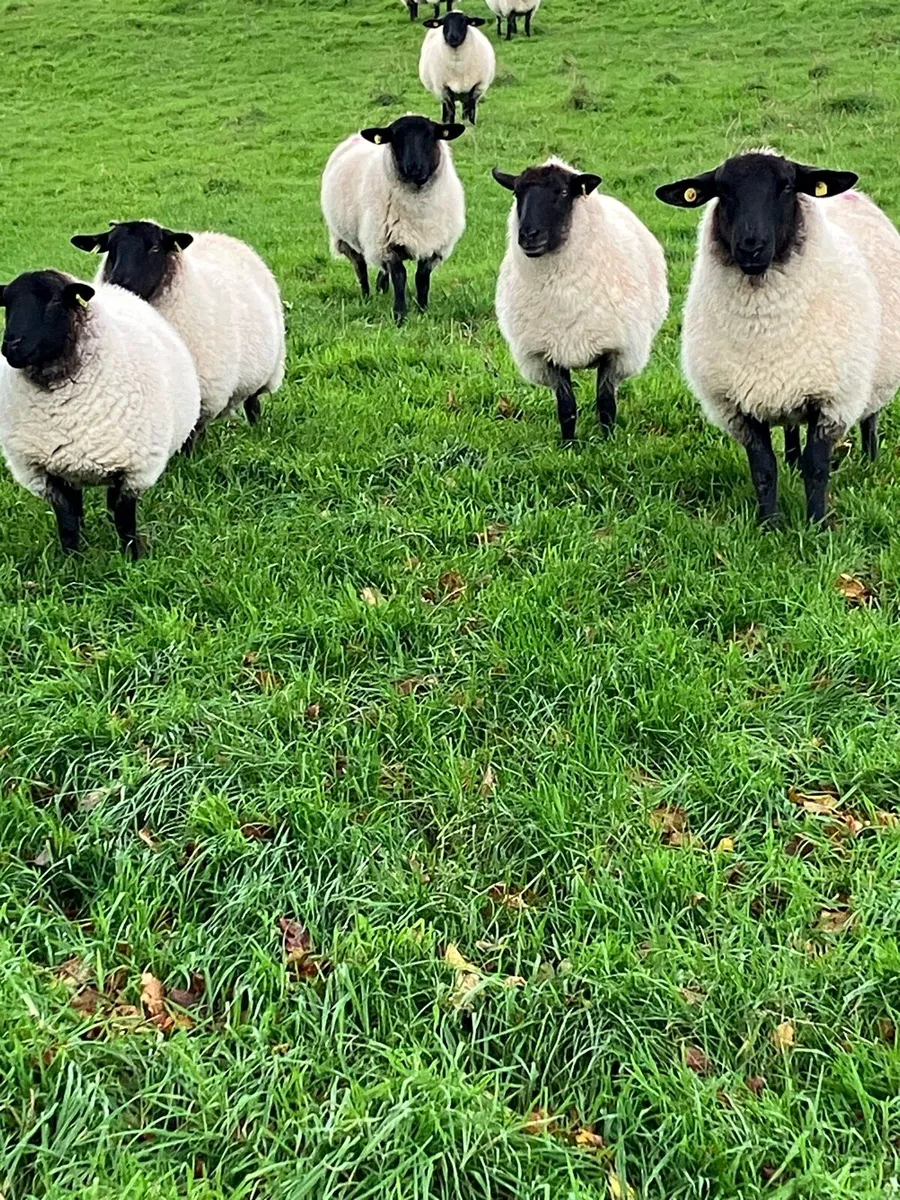 Suffolk Hoggets - Image 2