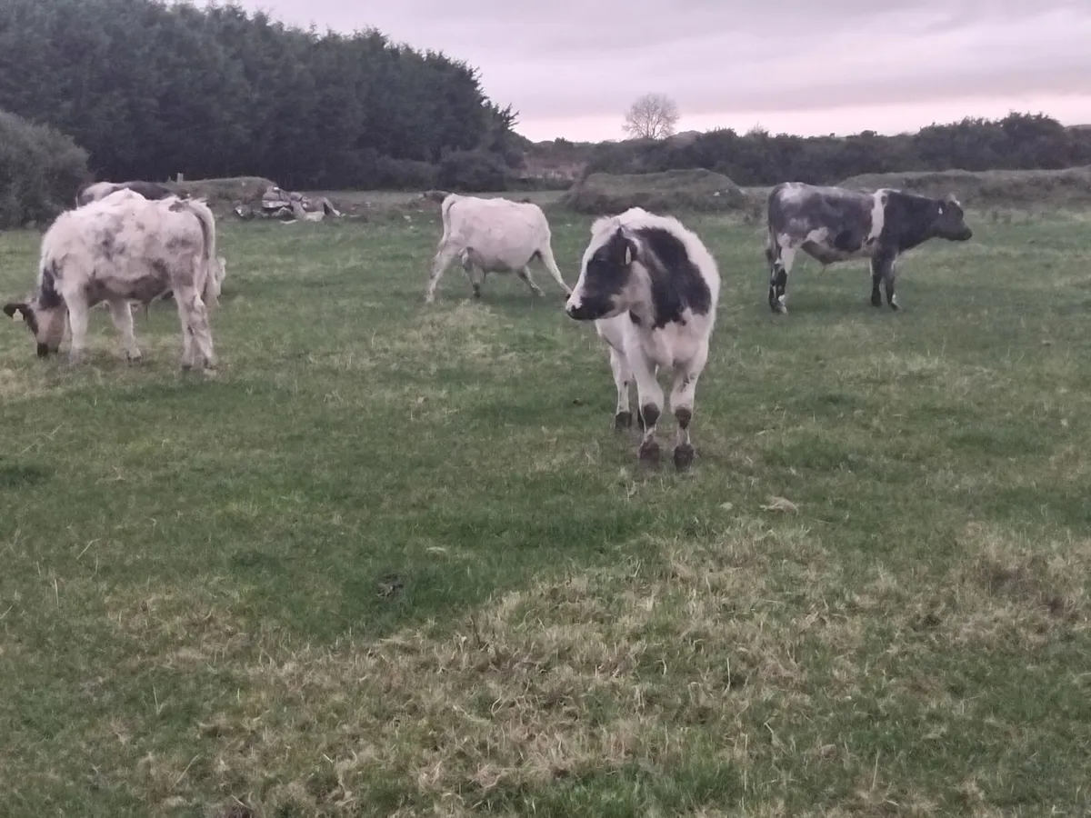 8 smashing belgium blue weanlings bulls - Image 2