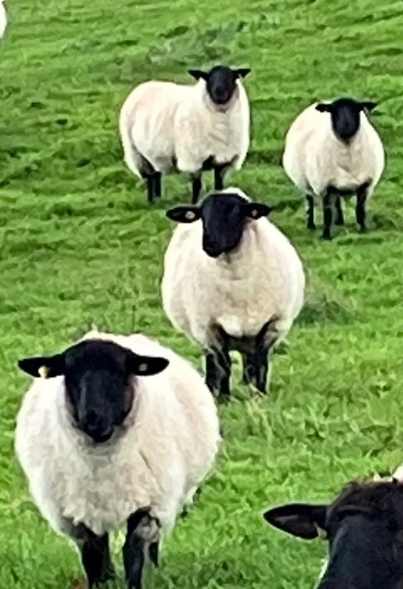 Suffolk Hoggets - Image 4