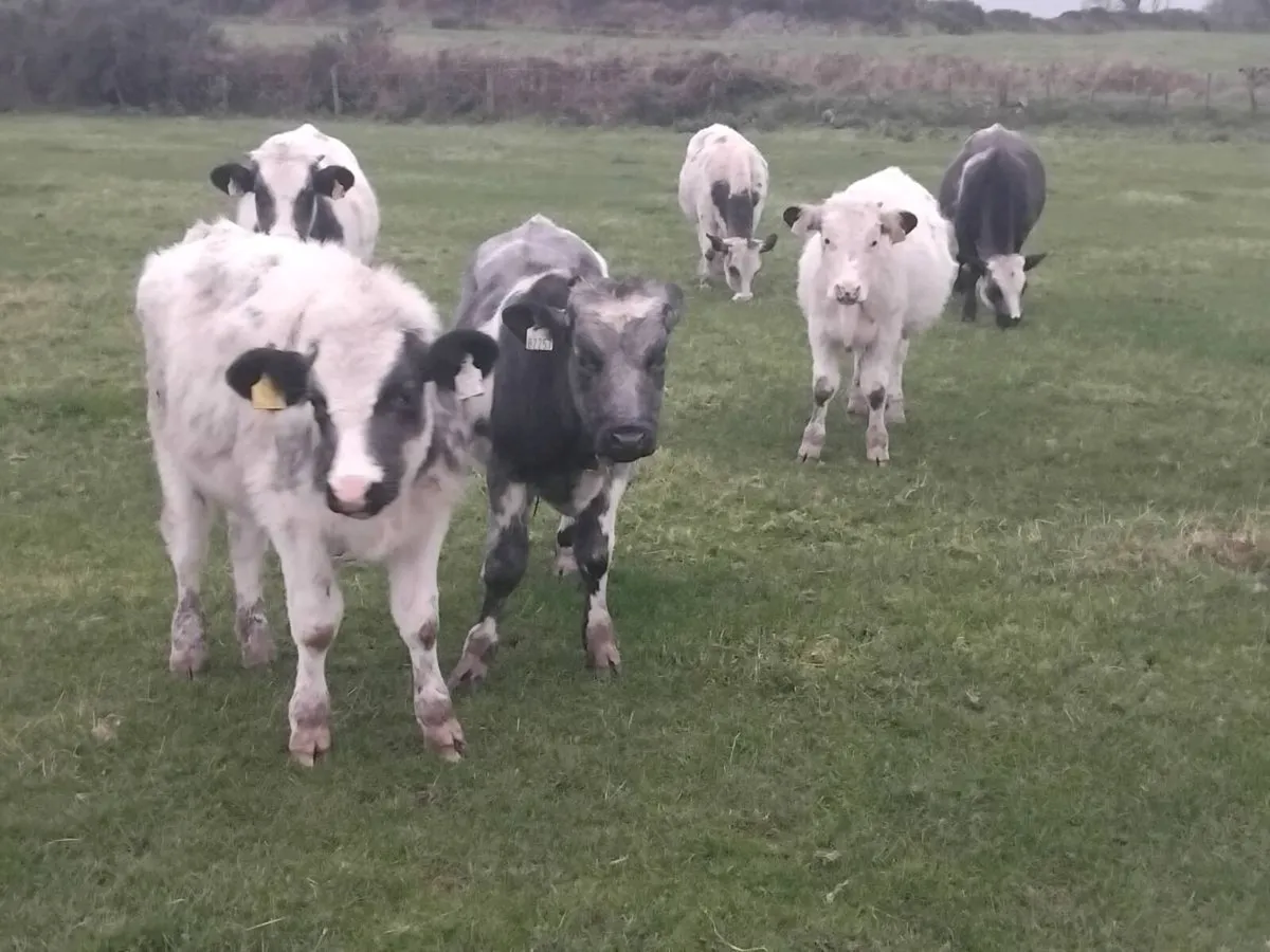 8 smashing belgium blue weanlings bulls - Image 3