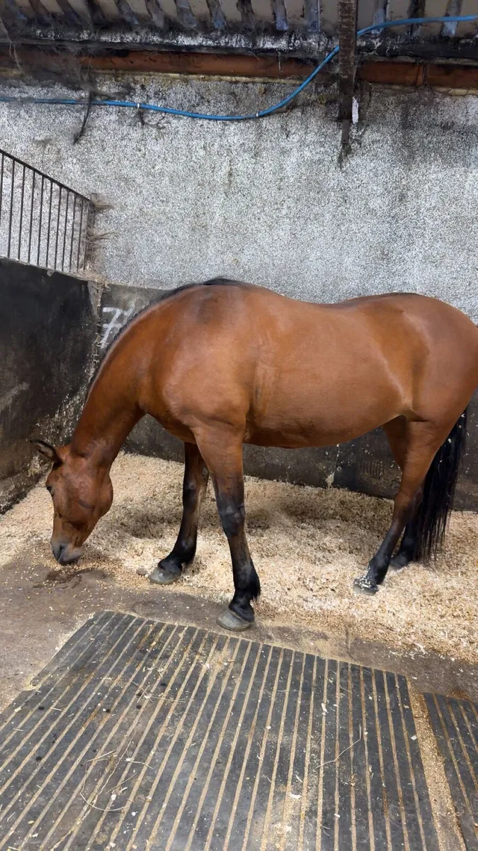 Connamara mare - Image 1