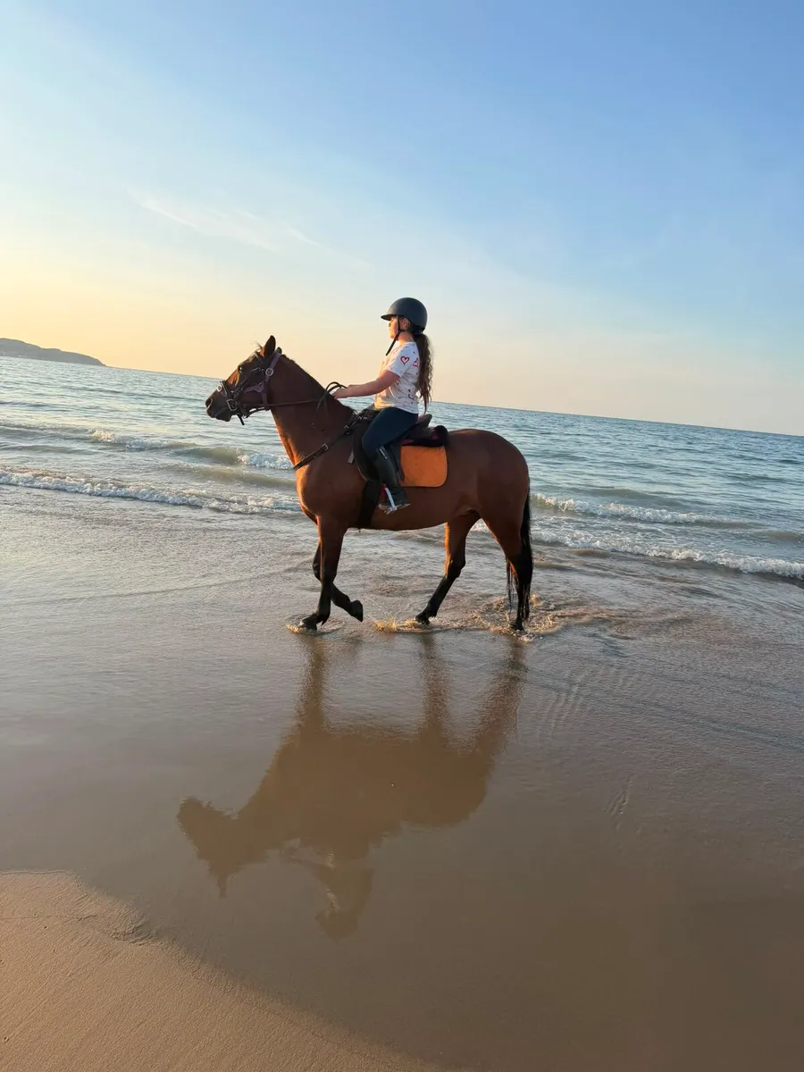 Connamara mare - Image 2