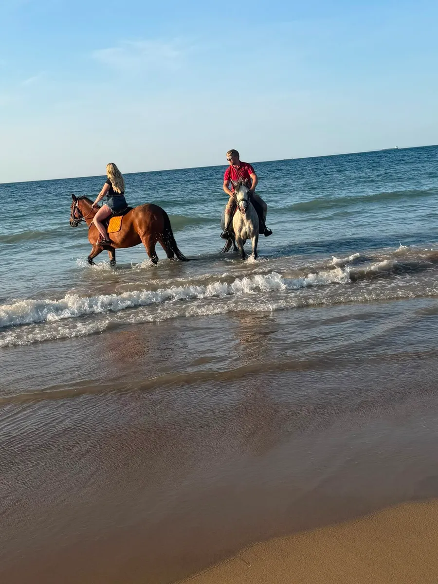 Connamara mare - Image 3