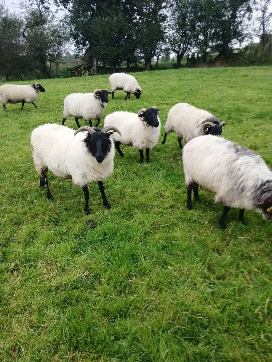 Mayo horned hoggets