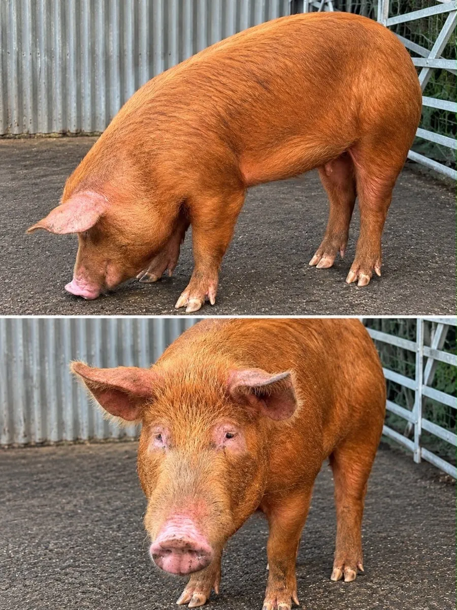 Pig