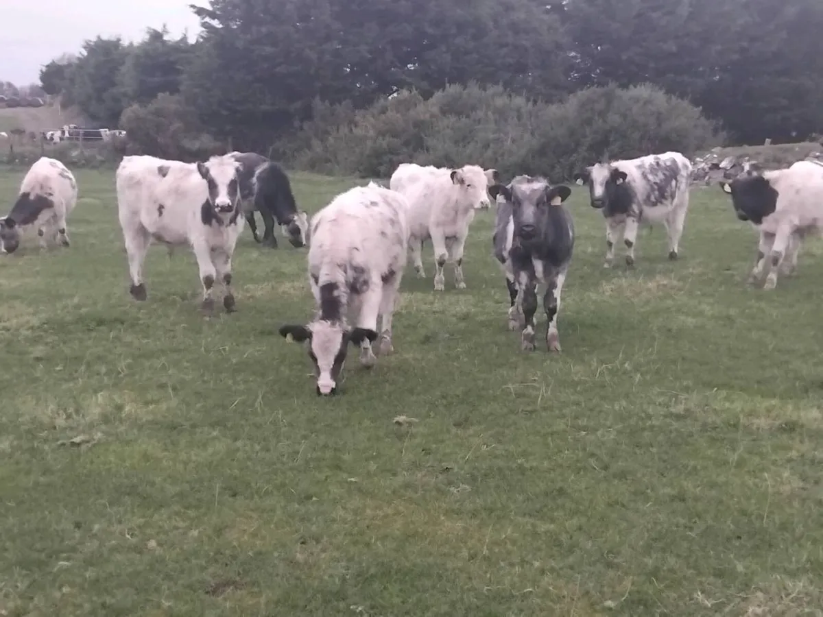 8 smashing belgium blue weanlings bulls - Image 4