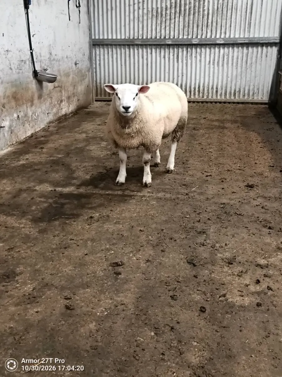 Pedigree Texel ram lamb. - Image 2