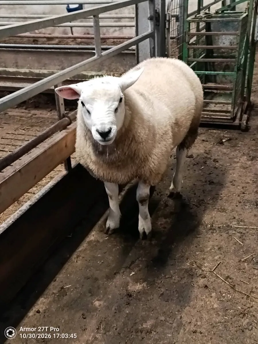 Pedigree Texel ram lamb. - Image 3