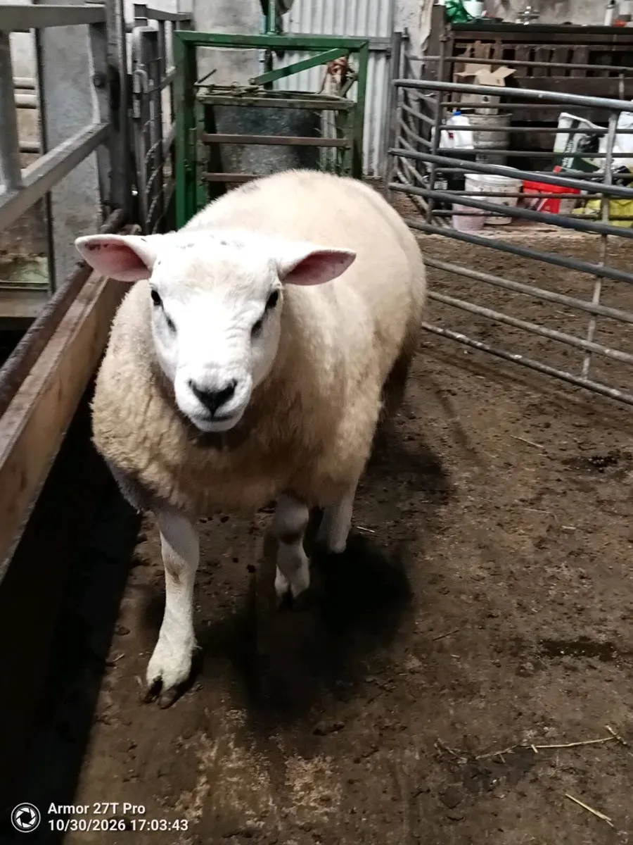 Pedigree Texel ram lamb. - Image 4