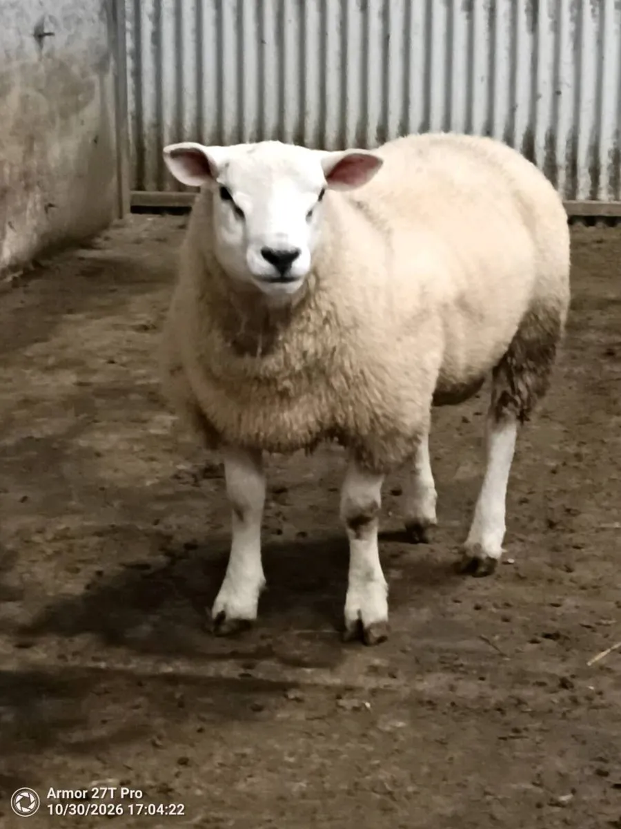 Pedigree Texel ram lamb. - Image 1