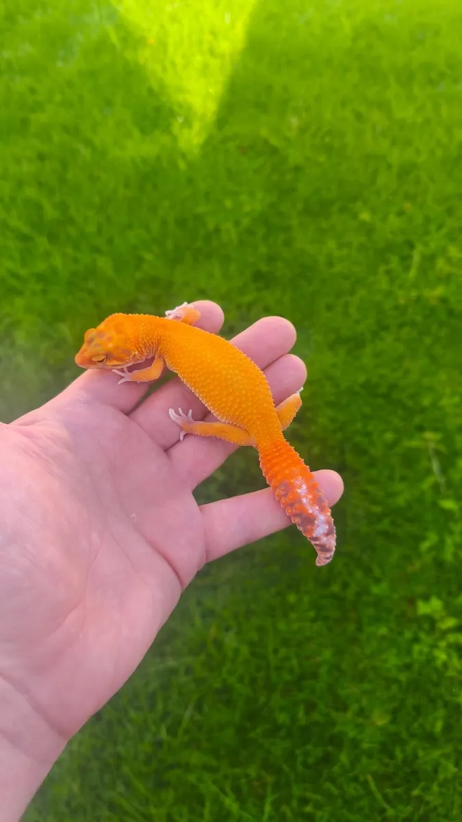 Leopard gecko