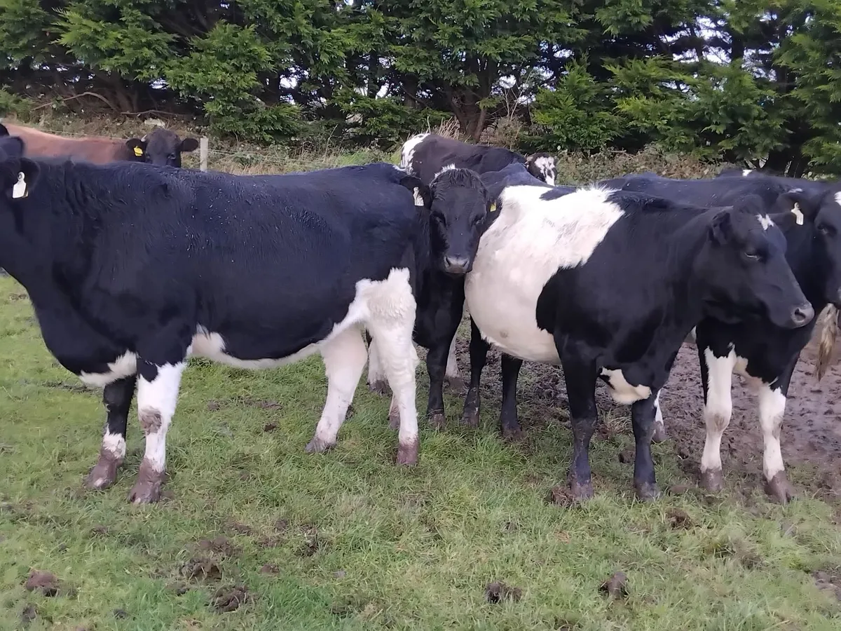10 spring calfing friesian heifers - Image 1