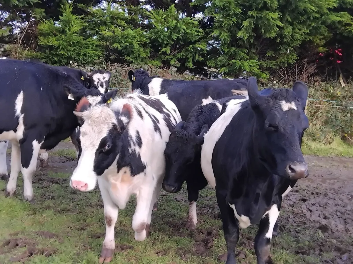 10 spring calfing friesian heifers - Image 4
