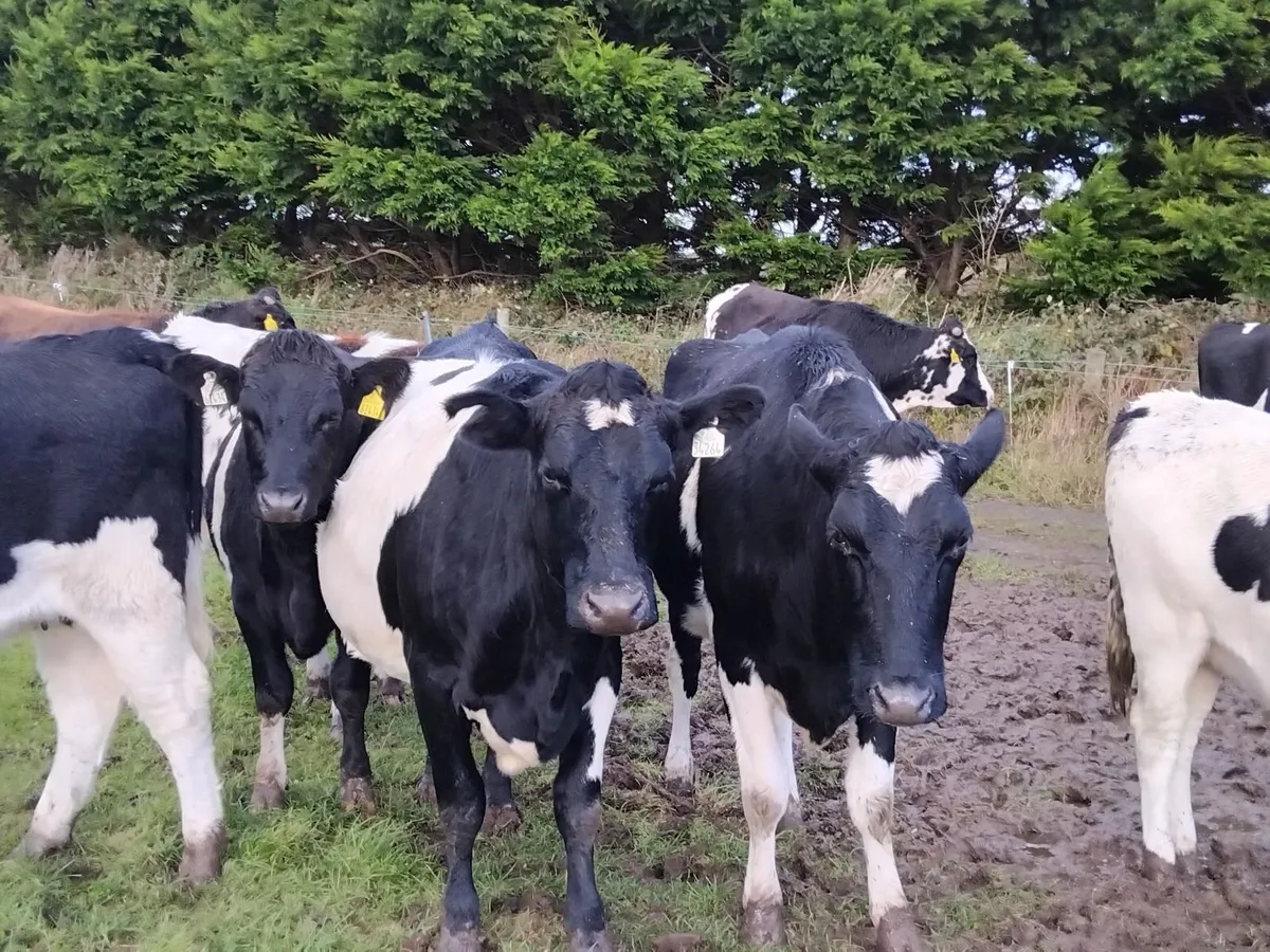 10 spring calfing friesian heifers - Image 3