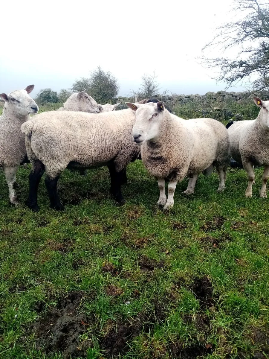 Rams - Image 1