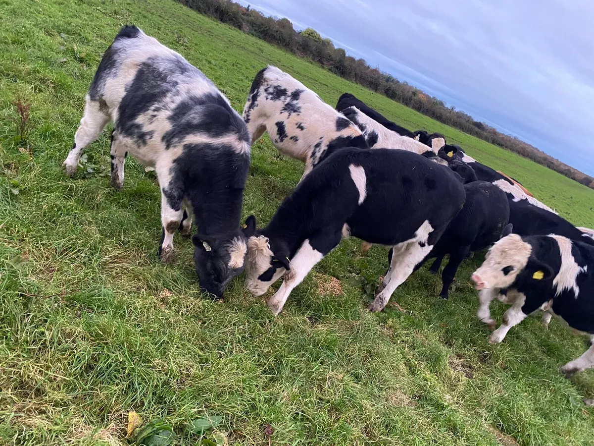 Weanlings - Image 2