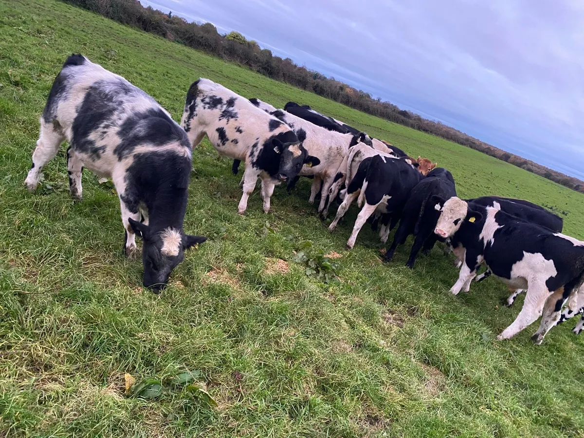 Weanlings - Image 4