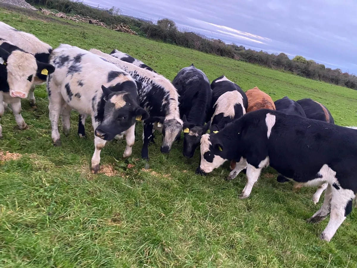 Weanlings - Image 1