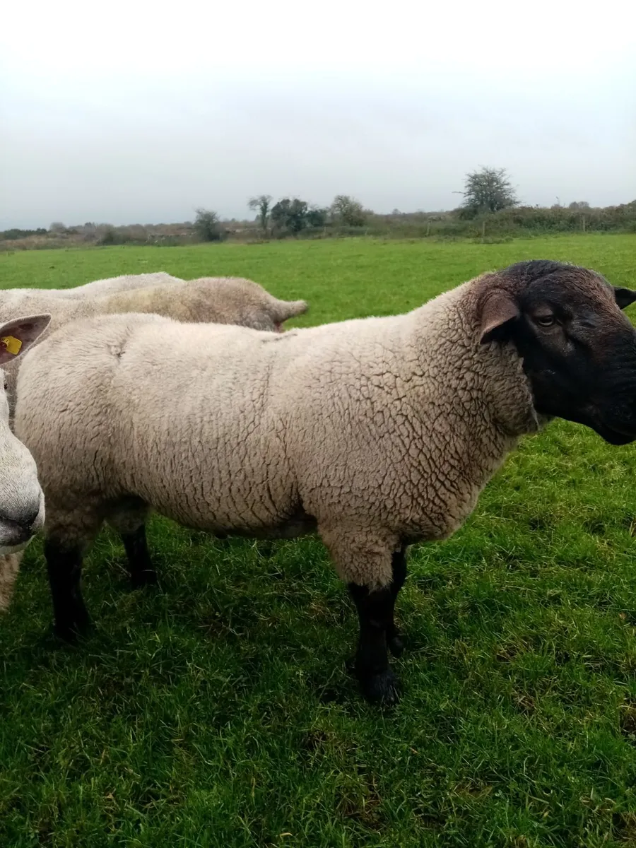 Rams - Image 2
