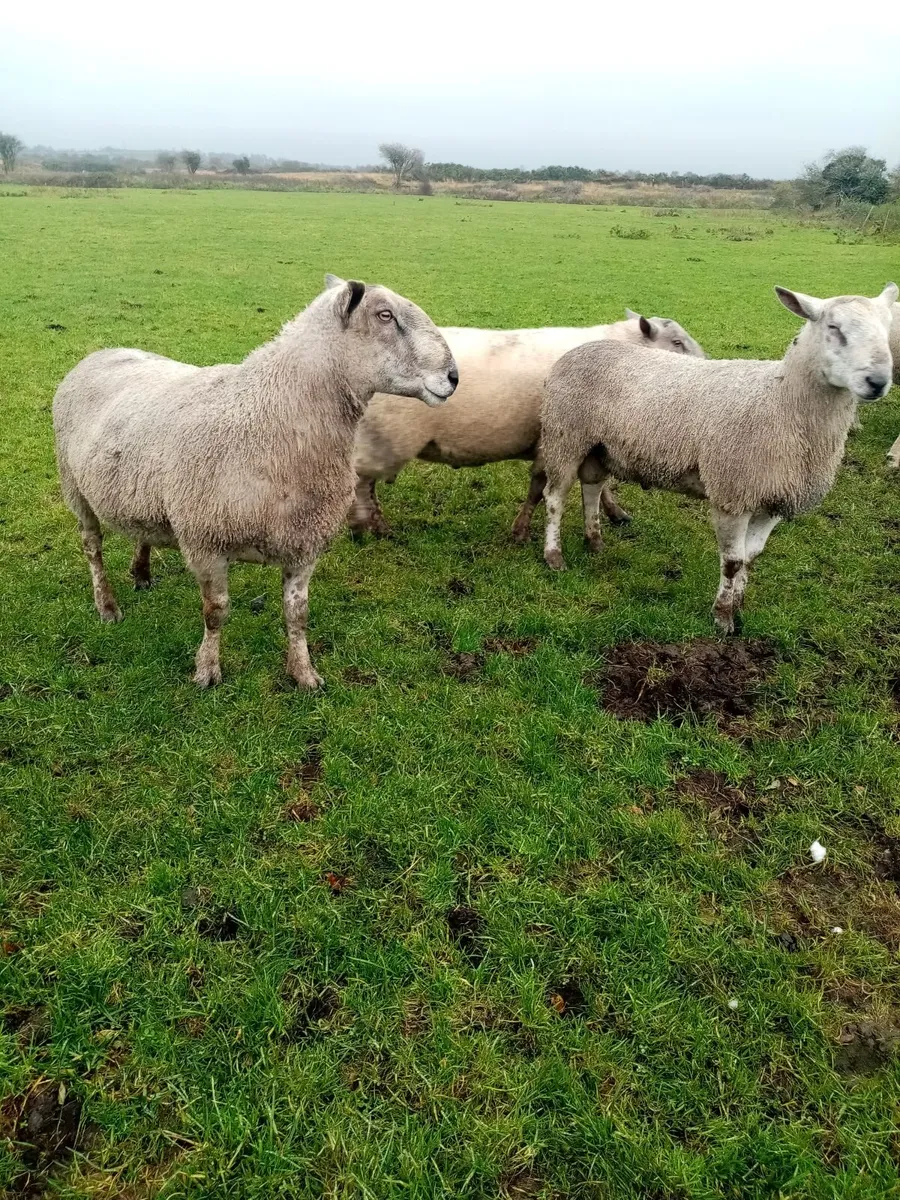 Rams - Image 3