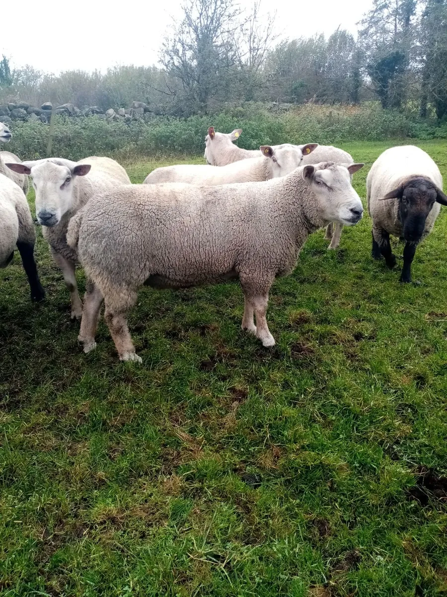 Rams - Image 4