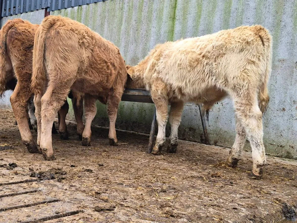 5 Super Bull Weanlings - Image 1