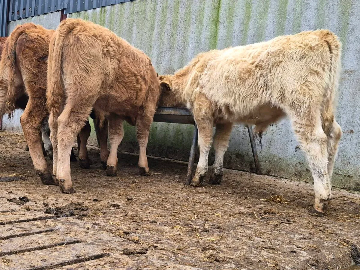 5 Super Bull Weanlings - Image 2