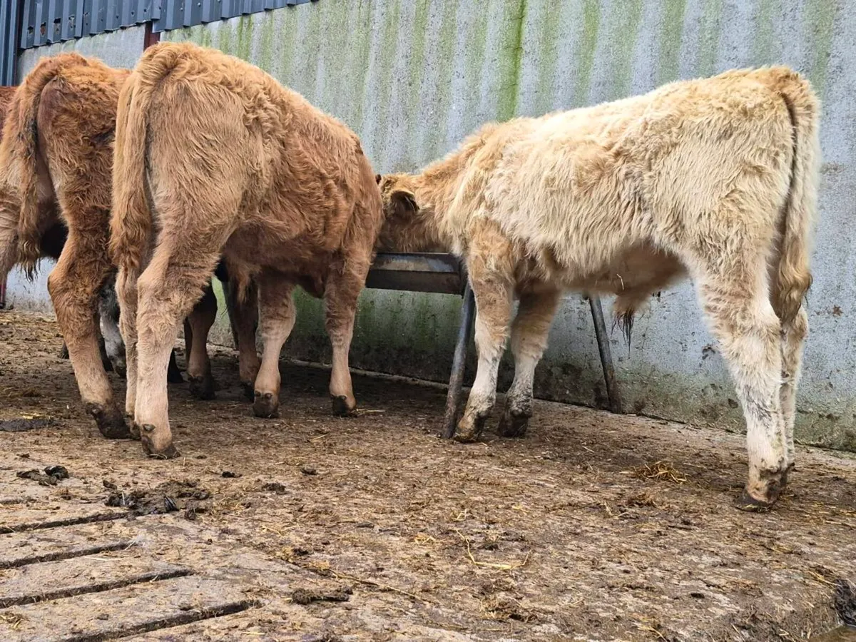 5 Super Bull Weanlings - Image 3